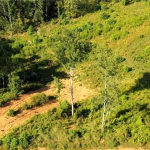 Photo #19 of Lot 7 Thayer, Trinity, NC 18.8 acres
