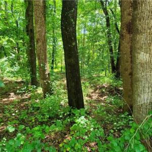 Photo #2 of 3939 US Highway 64, Mocksville, NC 0.8 acres