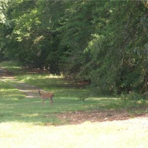 deer at playground