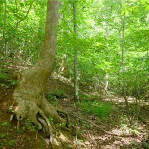 Photo #36 of Ellis Lawson, Danbury, NC 15.8 acres