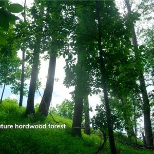 Photo #37 of Ellis Lawson, Danbury, NC 15.8 acres
