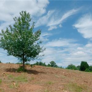 Photo #29 of Ellis Lawson, Danbury, NC 15.8 acres