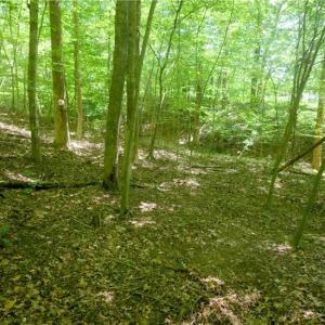 Photo #17 of 1508 Johnson, King, NC 2.3 acres