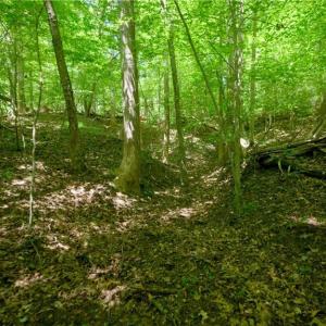 Photo #16 of 1508 Johnson, King, NC 2.3 acres
