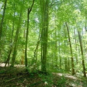 Photo #20 of 1508 Johnson, King, NC 2.3 acres
