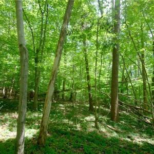 Photo #18 of 1508 Johnson, King, NC 2.3 acres