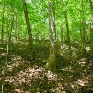 Photo #15 of 1508 Johnson, King, NC 2.3 acres