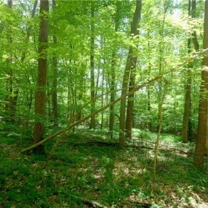 Photo #19 of 1508 Johnson, King, NC 2.3 acres