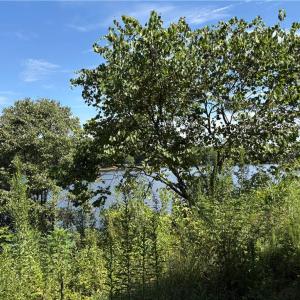 Photo #4 of 143 Reserve, Mocksville, NC 0.1 acres