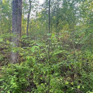 Photo #23 of vista lindo, Winston-Salem, NC 0.5 acres