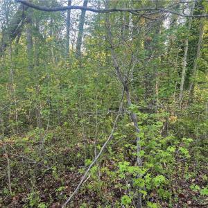 Photo #18 of vista lindo, Winston-Salem, NC 0.5 acres