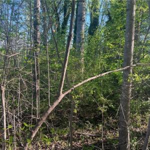 Photo #16 of vista lindo, Winston-Salem, NC 0.5 acres