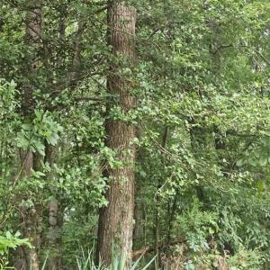 Photo #3 of 801 Chrisco, Seagrove, NC 16.7 acres