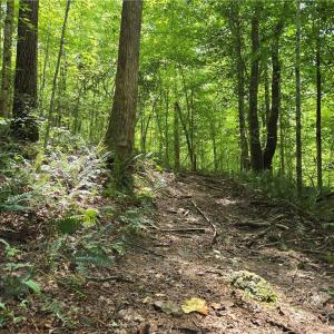 Photo #33 of Boone Farm, Asheboro, NC 80.9 acres