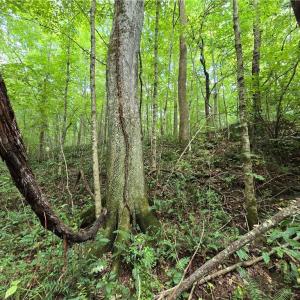 Wild ferns