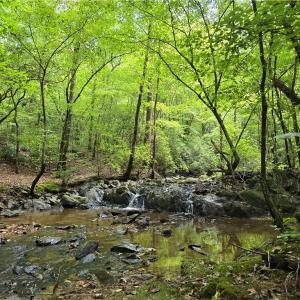 Photo #4 of Boone Farm, Asheboro, NC 80.9 acres