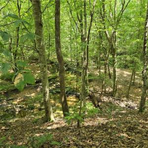 Photo #27 of Boone Farm, Asheboro, NC 80.9 acres