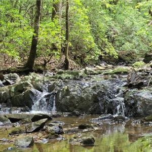 Photo #2 of Boone Farm, Asheboro, NC 80.9 acres