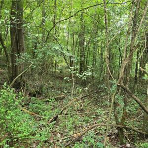 Photo #13 of Boone Farm, Asheboro, NC 80.9 acres