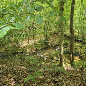 Photo #26 of Boone Farm, Asheboro, NC 80.9 acres