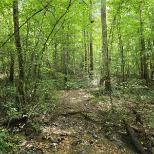 Photo #32 of Boone Farm, Asheboro, NC 80.9 acres