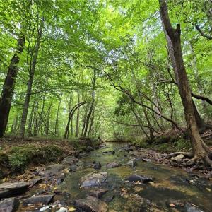 Photo #1 of Boone Farm, Asheboro, NC 80.9 acres