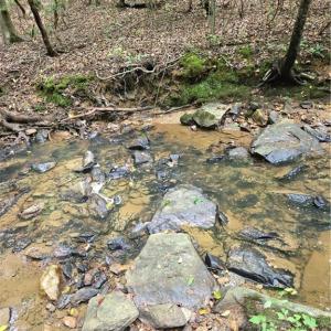 Photo #28 of Boone Farm, Asheboro, NC 80.9 acres