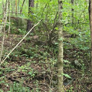 Photo #20 of Boone Farm, Asheboro, NC 80.9 acres