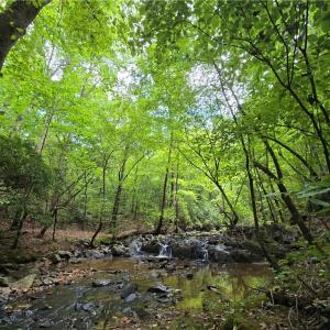 Photo #9 of Boone Farm, Asheboro, NC 80.9 acres