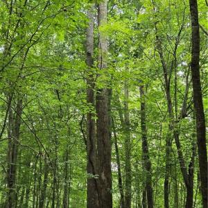 Photo #30 of Boone Farm, Asheboro, NC 80.9 acres