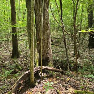 Photo #34 of Boone Farm, Asheboro, NC 80.9 acres