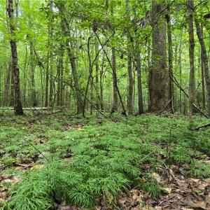 Forest floor covered with running cedar.
