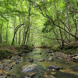 Photo #41 of Boone Farm, Asheboro, NC 80.9 acres