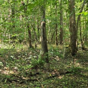 Photo #37 of Boone Farm, Asheboro, NC 80.9 acres