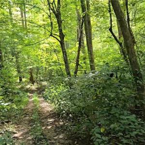 Photo #44 of Boone Farm, Asheboro, NC 80.9 acres