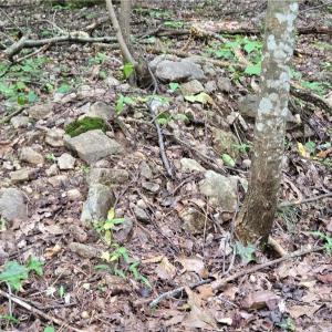 Photo #35 of Boone Farm, Asheboro, NC 80.9 acres