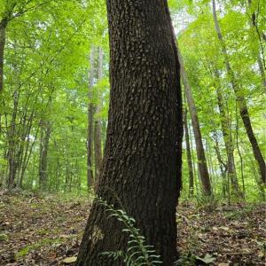 Photo #29 of Boone Farm, Asheboro, NC 80.9 acres