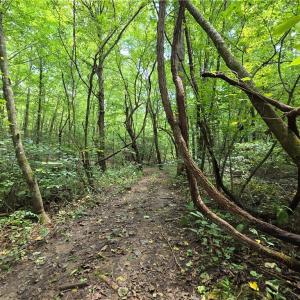 Photo #25 of Boone Farm, Asheboro, NC 80.9 acres