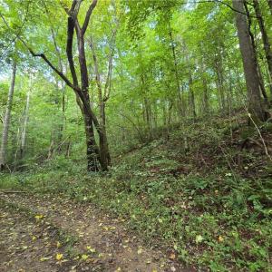 Photo #21 of Boone Farm, Asheboro, NC 80.9 acres