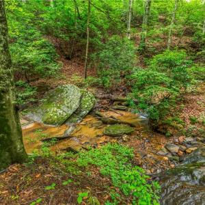 Photo #23 of 1451 John Ed Mabe, Danbury, NC 72.2 acres