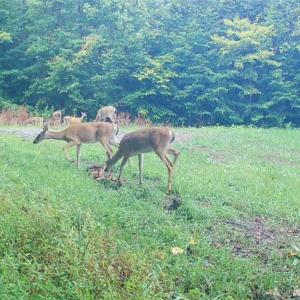 Photo #38 of 1451 John Ed Mabe, Danbury, NC 72.2 acres