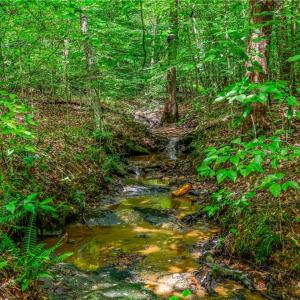 Photo #18 of 1451 John Ed Mabe, Danbury, NC 72.2 acres