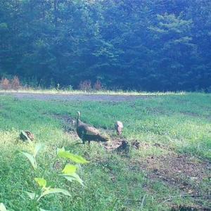 Photo #37 of 1451 John Ed Mabe, Danbury, NC 72.2 acres