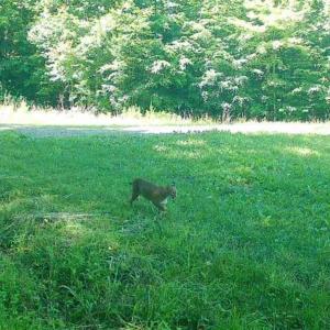 Photo #40 of 1451 John Ed Mabe, Danbury, NC 72.2 acres
