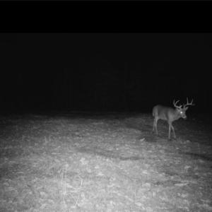 Photo #39 of 1451 John Ed Mabe, Danbury, NC 72.2 acres