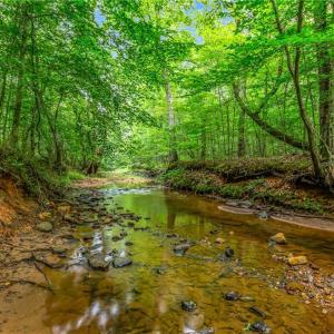 Photo #20 of 1451 John Ed Mabe, Danbury, NC 72.2 acres