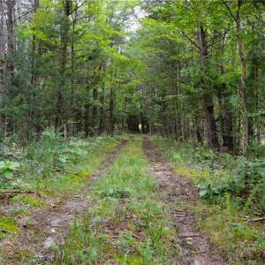 Photo #23 of 1396-1420 Fitch, Yanceyville, NC 72.0 acres
