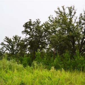 Photo #27 of 1396-1420 Fitch, Yanceyville, NC 72.0 acres
