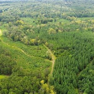 Photo #17 of 1396-1420 Fitch, Yanceyville, NC 72.0 acres
