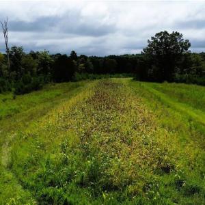 Photo #12 of 1396-1420 Fitch, Yanceyville, NC 72.0 acres
